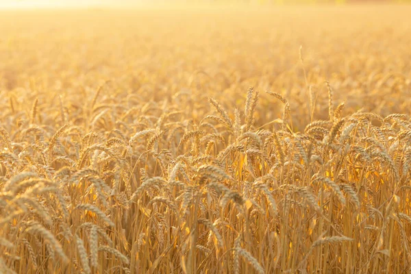 Coucher de soleil ou lever de soleil sur un champ avec du seigle doré ou du blé en été. Paysage. Photos De Stock Libres De Droits