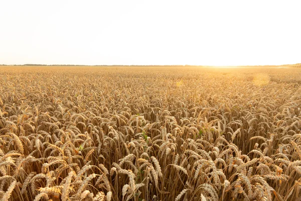 Paysage estival au coucher ou au lever du soleil avec un champ de jeune seigle doré ou de blé sur fond de ciel blanc. Image En Vente