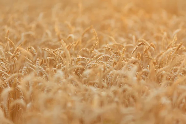 Un champ de jeunes seigle doré ou de blé au coucher ou au lever du soleil. Texture. Contexte. Paysage. Photos De Stock Libres De Droits