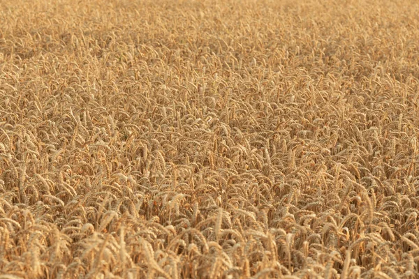 Un champ de jeunes seigle doré ou de blé au coucher ou au lever du soleil. Texture. Contexte. Photo De Stock