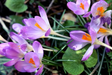 Bahar crocus bloom.