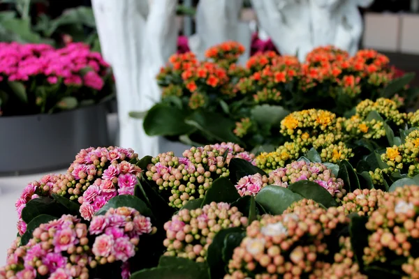 Красочные цветы в саду Кеукенхоф — стоковое фото