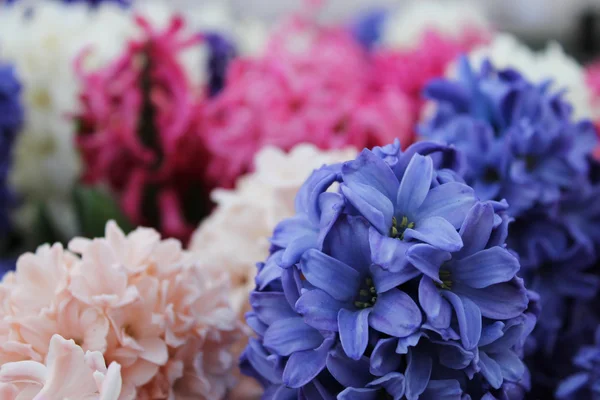 Keukenhof bahçesinde hafif renkli çiçekler. Telifsiz Stok Imajlar