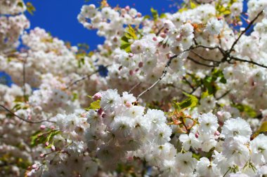 keukenhof mavi gökyüzünün altında beyaz çiçek açan ağaç