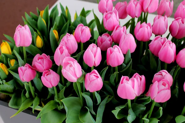 Hermosos tulipanes en el pabellón Keukenhof, Países Bajos —  Fotos de Stock