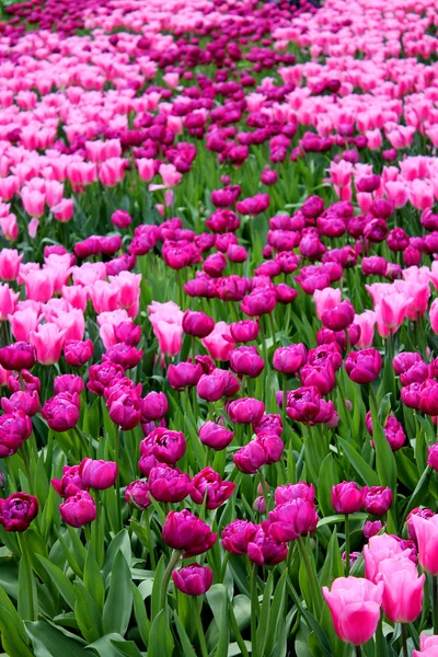 Campo de tulipanes sin fin en el jardín Keukenhof, Países Bajos —  Fotos de Stock