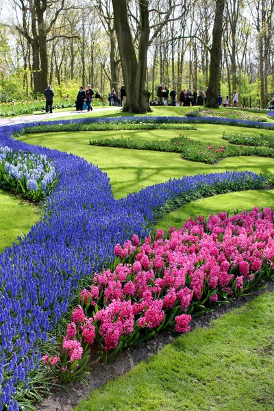 Parcela de flores de colores en el jardín Keukenhof, Países Bajos —  Fotos de Stock