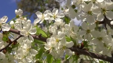 Bahar çiçekli kiraz ağacı yakın hareketi ile beyaz çiçekli