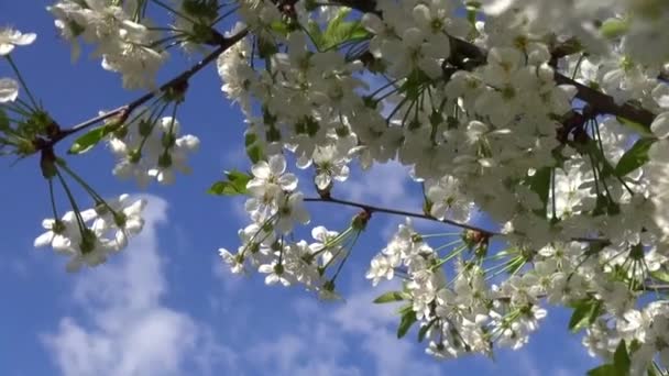 Jarní kvetoucí třešeň strom s bílými květy a modrou oblohu s mraky s pohybem — Stock video