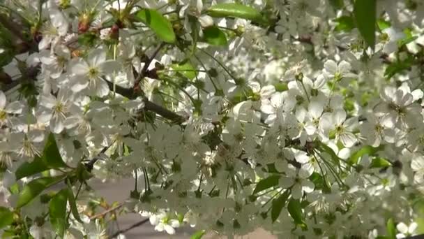 Primavera árvore de cereja com flores brancas com o movimento de floração — Vídeo de Stock