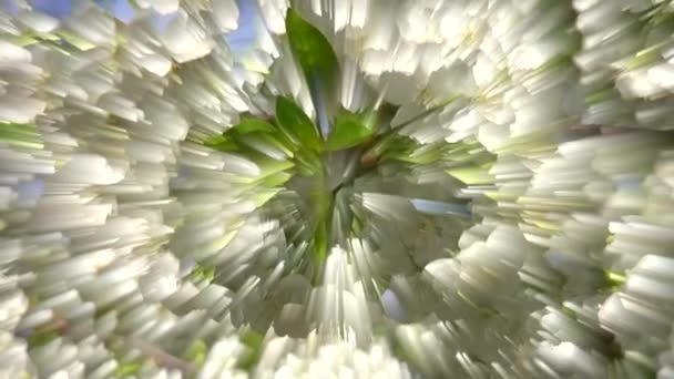 Esparcimiento abstracto desde el centro hasta el movimiento, primavera — Vídeos de Stock