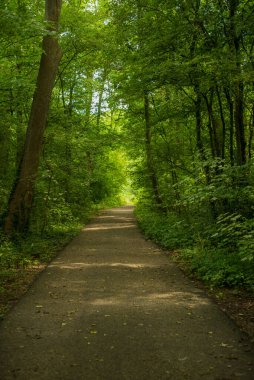 Yeşil ormandaki patika