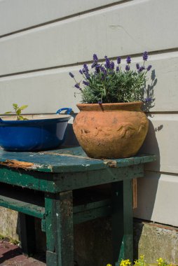 Evin yanında çiçekli saksılar.