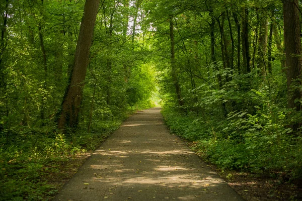 Ścieżka Zielonym Lesie — Zdjęcie stockowe