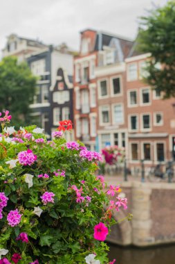 Amsterdam kanallarında ve sokaklarında çiçekler 