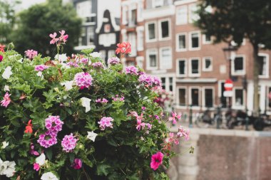 Amsterdam kanallarında ve sokaklarında çiçekler 