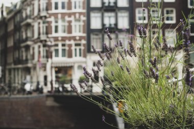 Amsterdam kanallarında ve sokaklarında çiçekler 