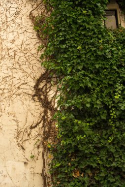 Yeşil sarmaşıklı eski tuğla ev