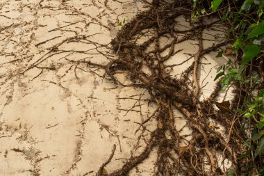 Yeşil sarmaşıklı eski tuğla ev