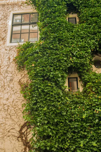 Vieja Casa Ladrillo Con Hiedra Verde — Foto de Stock