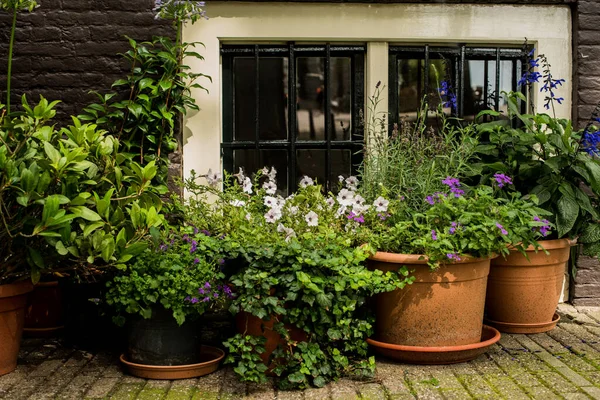 Window Flowers Pots — Stock Photo, Image