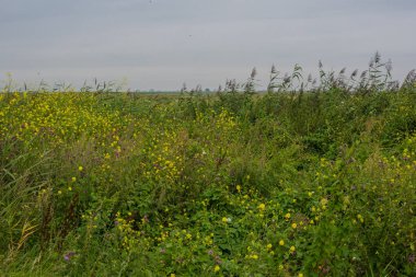 Yaz tarlasında yaya yolu