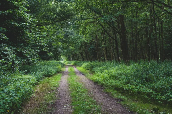 Yaz Tarlasında Yaya Yolu — Stok fotoğraf