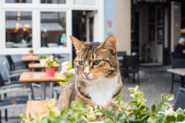 Bahçedeki kafede küçük bir kedi 