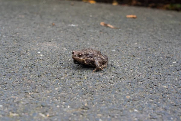 地面に小さな茶色のカエルが — ストック写真