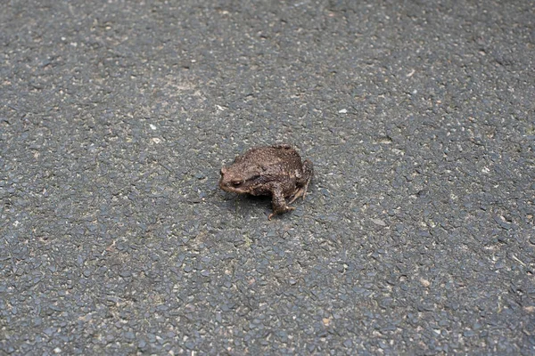 地面に小さな茶色のカエルが — ストック写真