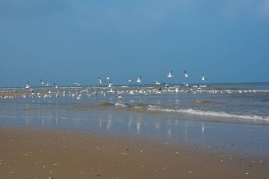Kuzey Denizi sahilinde martılar 