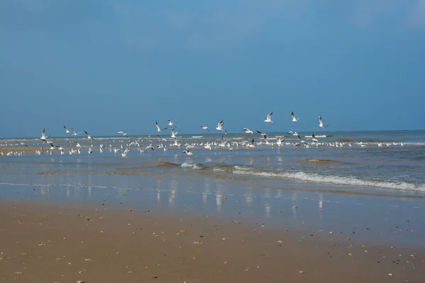 Möwen Strand Der Nordsee — Stockfoto