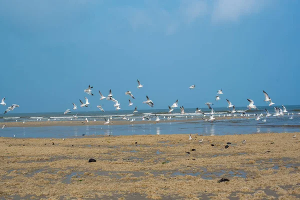 Seagulls Beach North Sea — Stock Photo, Image
