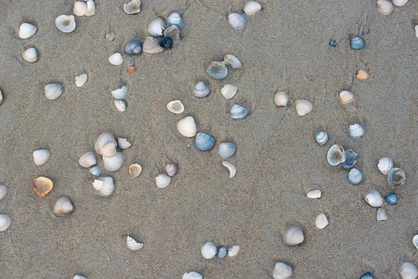 Черепашки Пляжі — стокове фото