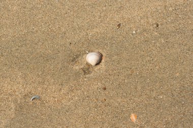 Kumsalda deniz kabukları