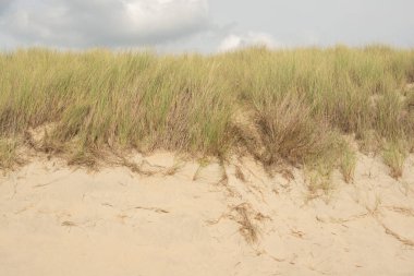 Kumsaldaki kum tepeleri