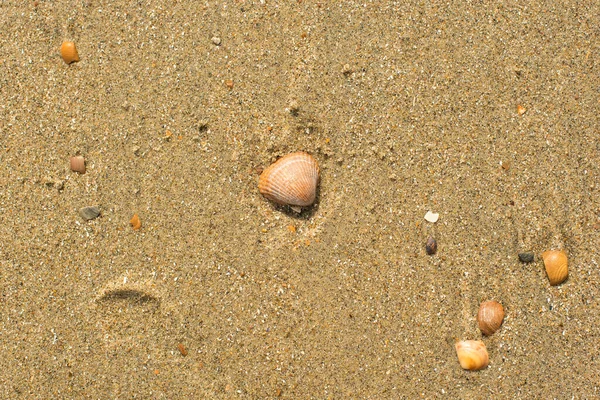 Мушлі Пляжі — стокове фото