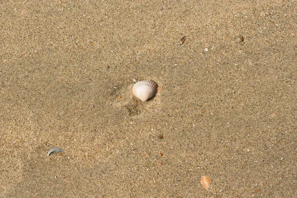 Muszle Plaży — Zdjęcie stockowe