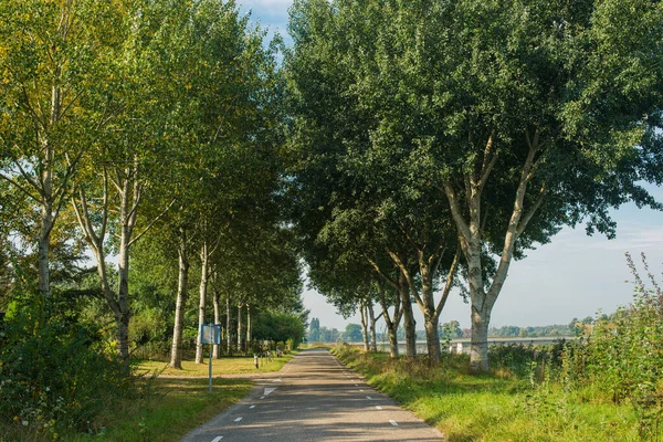 Parkta ağaçların arasında yol