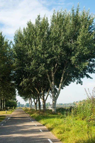 Parkta ağaçların arasında yol