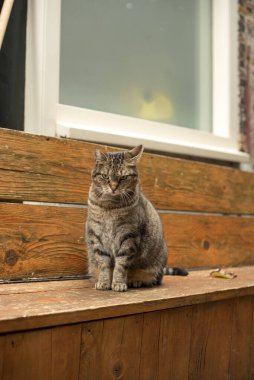 Kedi sokakta oturuyor. 