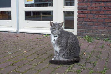 Kedi sokakta oturuyor. 