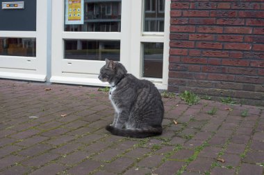 Kedi sokakta oturuyor. 