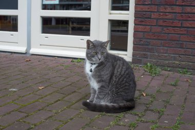 Kedi sokakta oturuyor. 