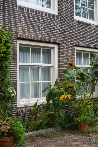 Window Sunflowers Old Town — Stock Photo, Image