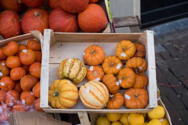 Kabaklar Satılık farmer's Market