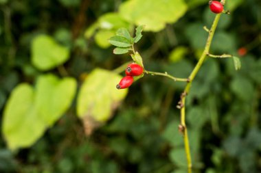 Yeşil Bush kırmızı meyveler