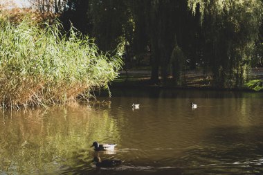 Parkta çimenlerin üzerinde kazlar 