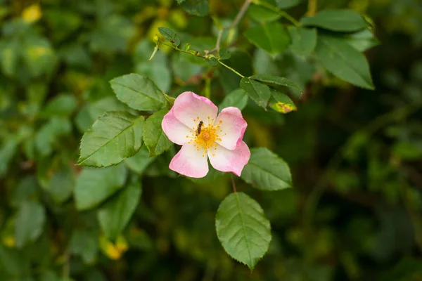 Rose Rose Églantier Dans Jardin — Photo