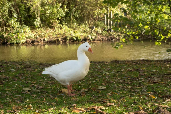 Oca Bianca Nel Parco — Foto Stock